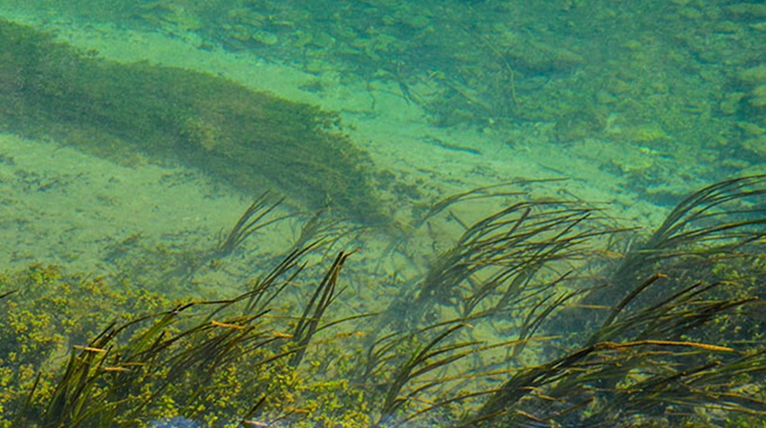 IZVOR RIBNIKA – NEOTKRIVENI RAJ PRIRODE